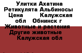 Улитки Ахатина Ретикулята Альбиносы › Цена ­ 50 - Калужская обл., Обнинск г. Животные и растения » Другие животные   . Калужская обл.